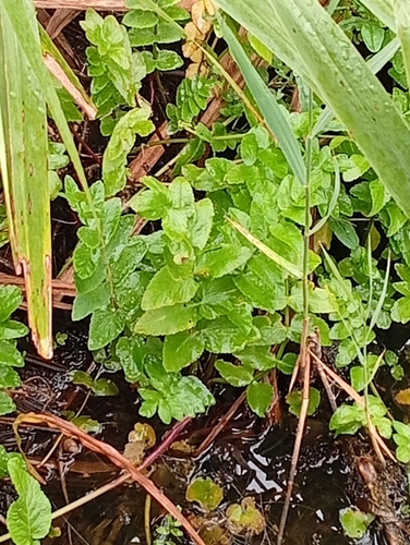 cutleaf water parsnip