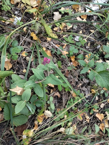 Orpine