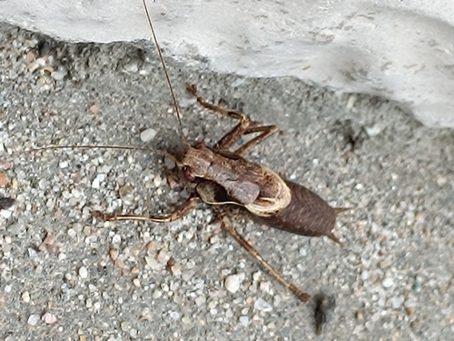 Dark Bush-cricket