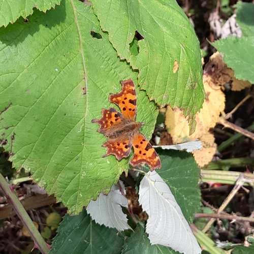 European Comma