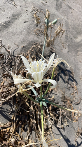 Sea Daffodil