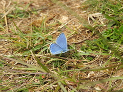 Polyommatus bellargus
