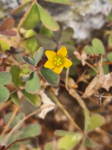 Creeping Woodsorrel