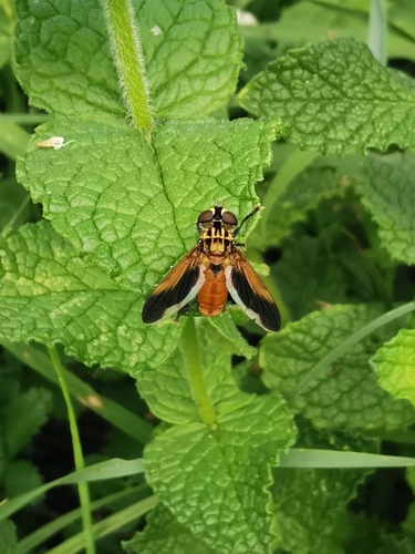 Trichopoda pictipennis