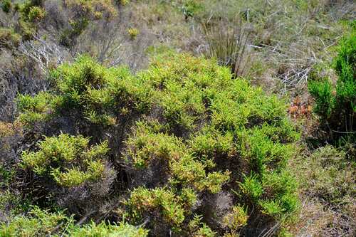 Tecticornia arbuscula, photograph 2