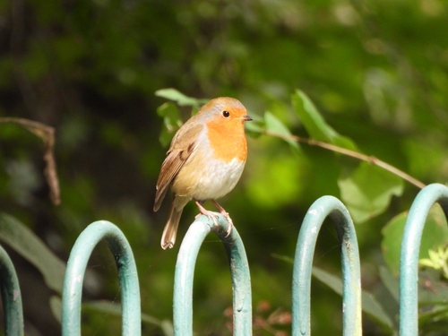European Robin