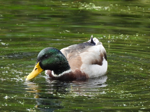 Mallard
