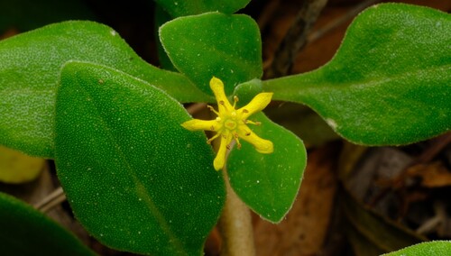 Tetragonia implexicoma, photograph 5