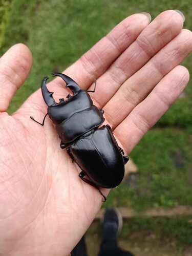 Serrognathus thoracicus