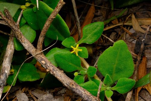 Tetragonia implexicoma, photograph 6