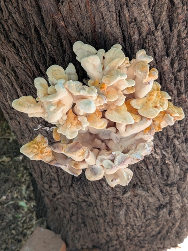 chicken of the woods
