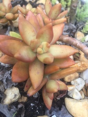 Pachyphytum