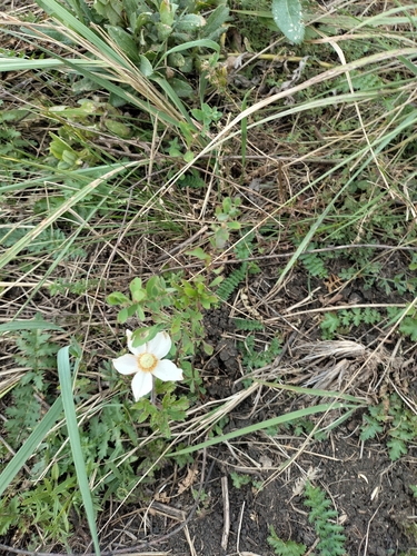 Snowdrop Anemone