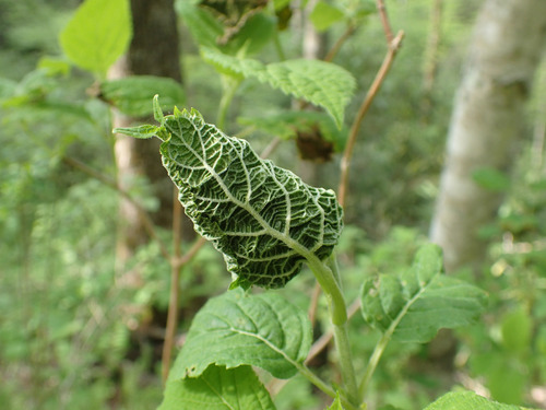 Hydrangea Leaftier Moth photo 4