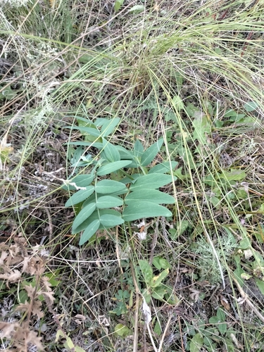 Pisiform grass-pea