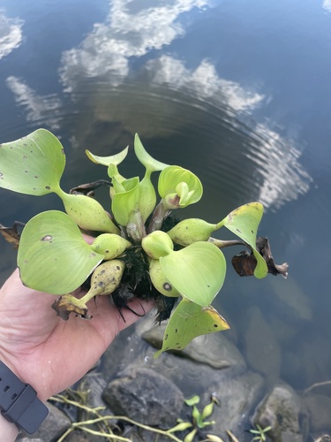 common water hyacinth