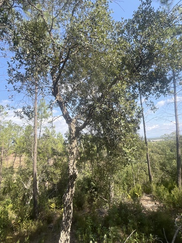 cork oak