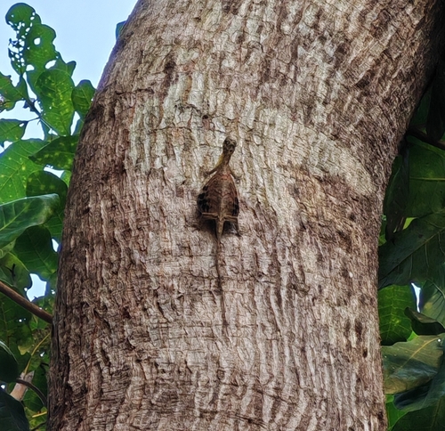 Common Gliding Lizard
