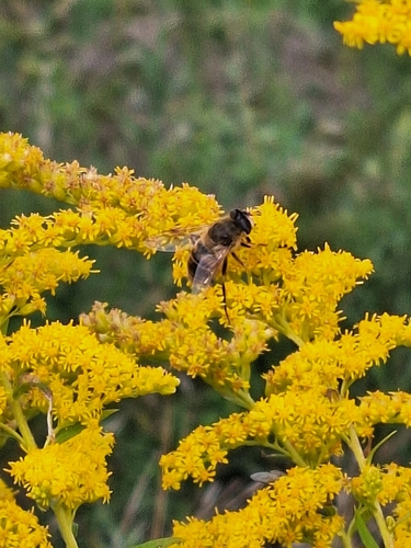 Common Drone Fly