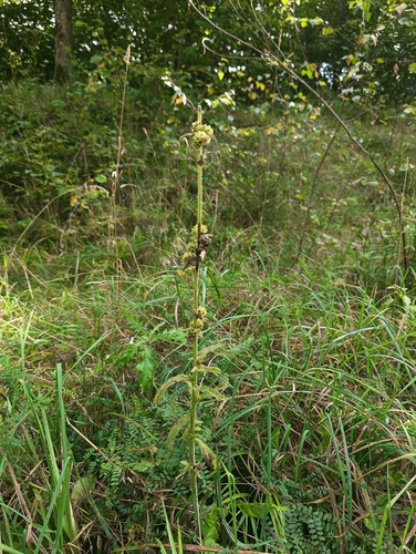 Bristly Bellflower