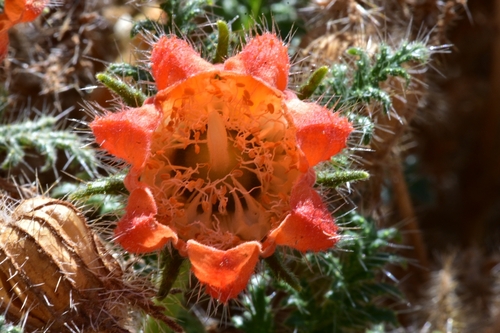 Caiophora chuquitensis