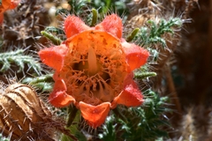 Caiophora chuquitensis