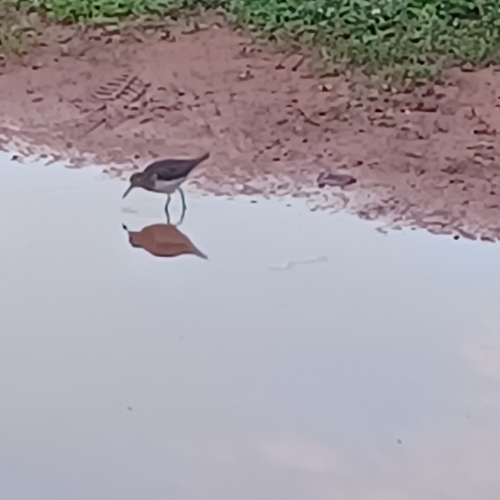 Solitary Sandpiper