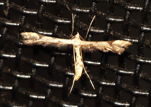 Platyptilia farfarellus, 2026-09-10