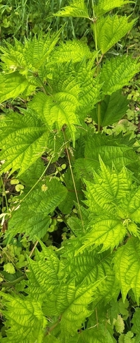 Boehmeria japonica observed 2026-09-16