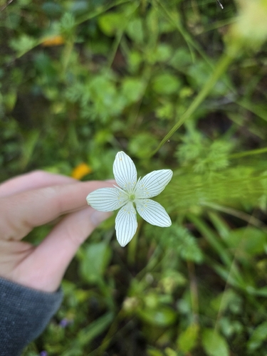 fen grass of Parnassus