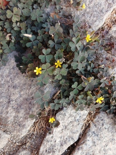 Creeping Woodsorrel