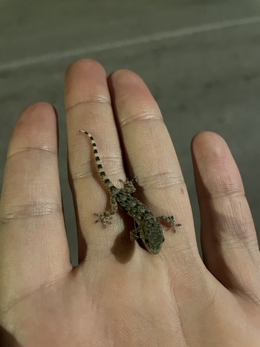 Moorish Gecko