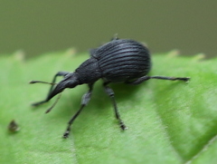 Oxystoma