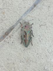 Chalcophora mariana massiliensis