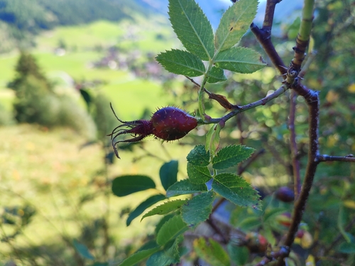 Sherard's Downy-rose