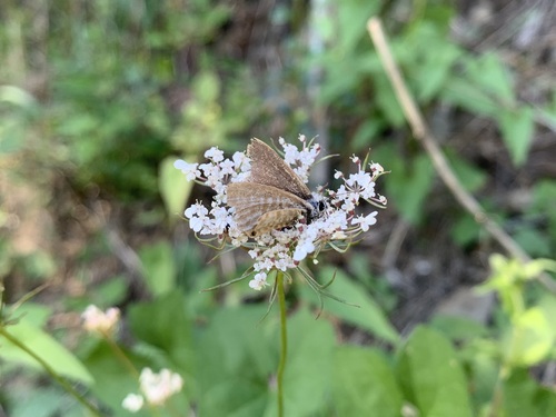 Lang's Short-tailed Blue