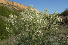 Crambe aspera