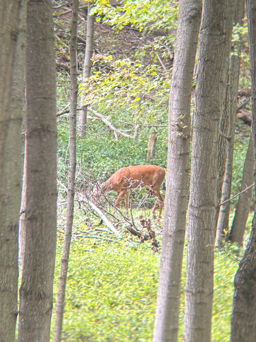 White-tailed Deer