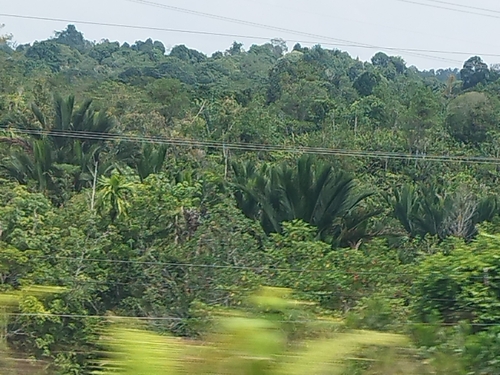 Sago Palm