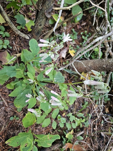 white rattlesnake root
