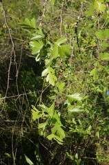 Crataegus taurica