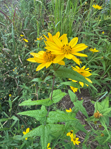 woodland sunflower