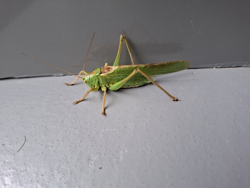 Great Green Bush-cricket