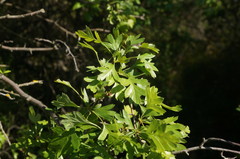 Crataegus taurica