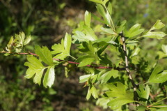 Crataegus taurica