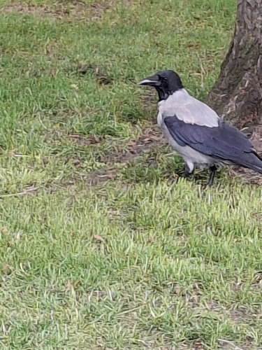 Hooded Crow
