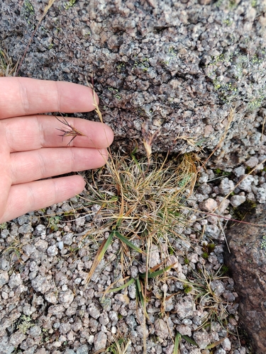 Festuca vivipara