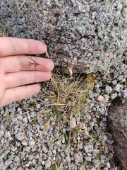 Festuca vivipara