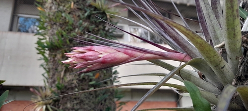Tillandsia geminiflora, photograph 2
