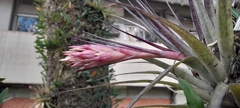 Tillandsia geminiflora, photograph (c) rafa perazzolo, some rights reserved (CC BY)